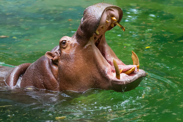Picture 6 of The animal with the 'world champion' bite, 117 times stronger than humans: No one can hunt them!
