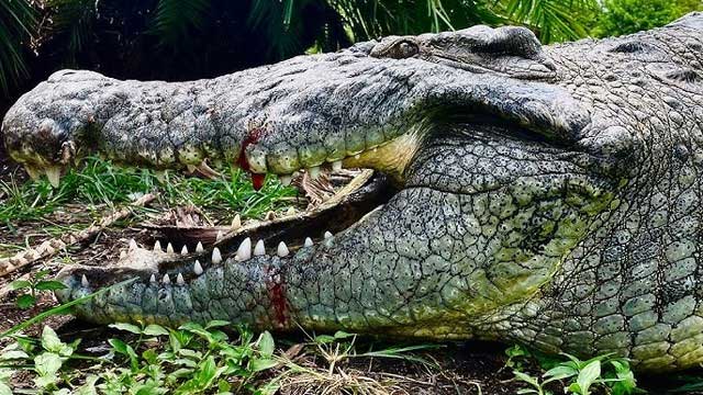 Picture 9 of The animal with the 'world champion' bite, 117 times stronger than humans: No one can hunt them!