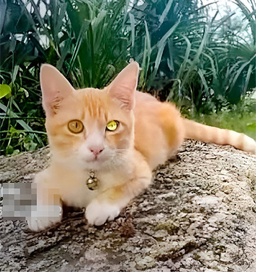 Picture 1 of The appearance of a 'diamond-eyed' cat has many Thai people buying lottery tickets, what is the truth?