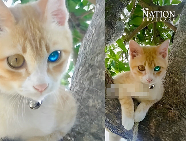 Picture 2 of The appearance of a 'diamond-eyed' cat has many Thai people buying lottery tickets, what is the truth?