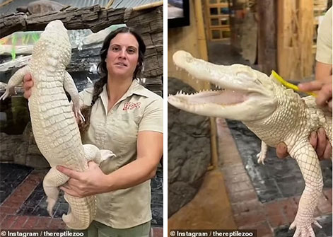 The baby alligator laughs happily when it is scratched at the right itch, both precious and rare because of its special features on the body Picture 1