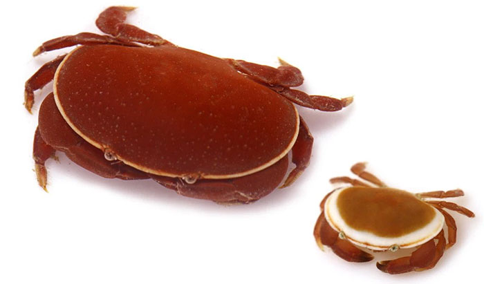 The beautiful crab is exactly like the Doraemon donut, but no one dares to eat it Picture 5