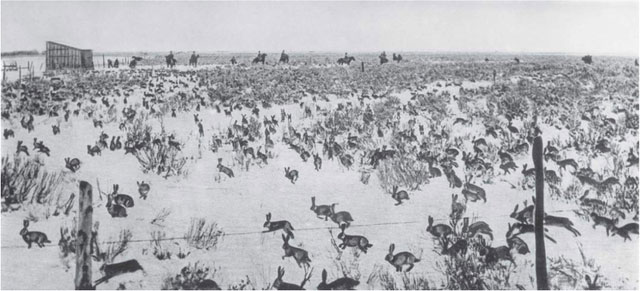 Picture 2 of The biggest rabbit hunt in human history: When the virus no longer evolves in the same way