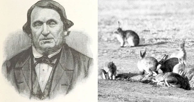 Picture 3 of The biggest rabbit hunt in human history: When the virus no longer evolves in the same way