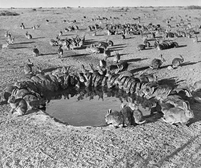 Picture 5 of The biggest rabbit hunt in human history: When the virus no longer evolves in the same way