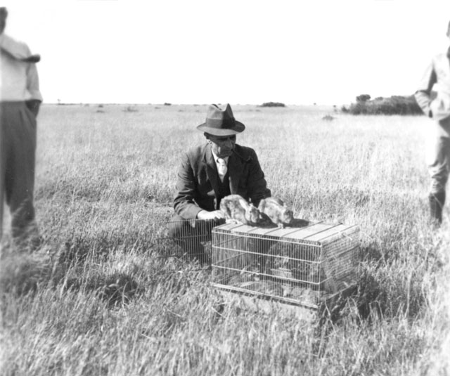 Picture 6 of The biggest rabbit hunt in human history: When the virus no longer evolves in the same way