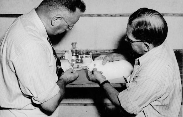 Picture 7 of The biggest rabbit hunt in human history: When the virus no longer evolves in the same way