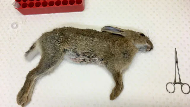 Picture 8 of The biggest rabbit hunt in human history: When the virus no longer evolves in the same way