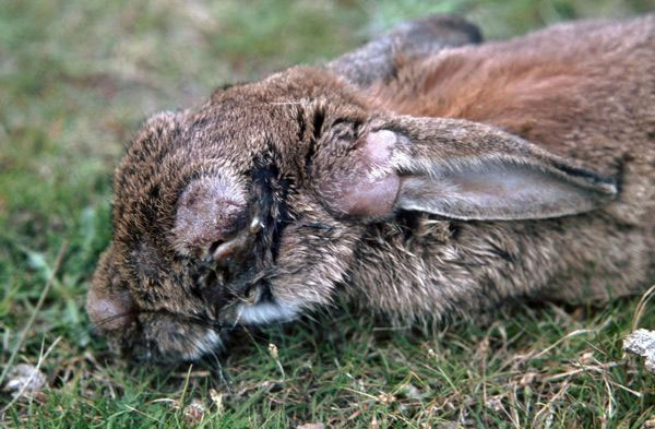 Picture 9 of The biggest rabbit hunt in human history: When the virus no longer evolves in the same way