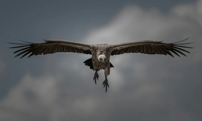 The bird set the record for the highest flight on the planet Picture 1