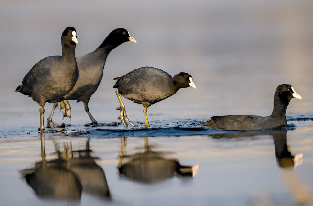 Picture 3 of The bird species that was once 'offered to the king' has now become a rare, nutritious and expensive dish.
