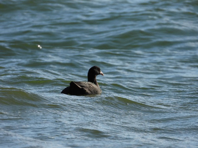 Picture 4 of The bird species that was once 'offered to the king' has now become a rare, nutritious and expensive dish.