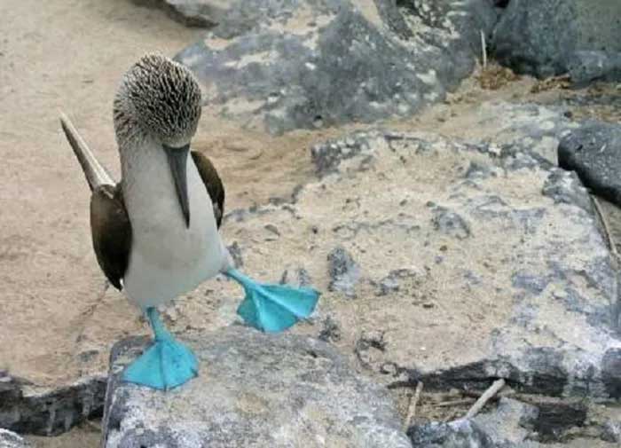 The bird with blue feet attracts the opposite sex with its unique dance. Picture 10