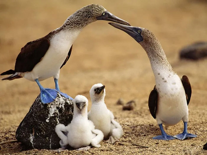 The bird with blue feet attracts the opposite sex with its unique dance. Picture 11
