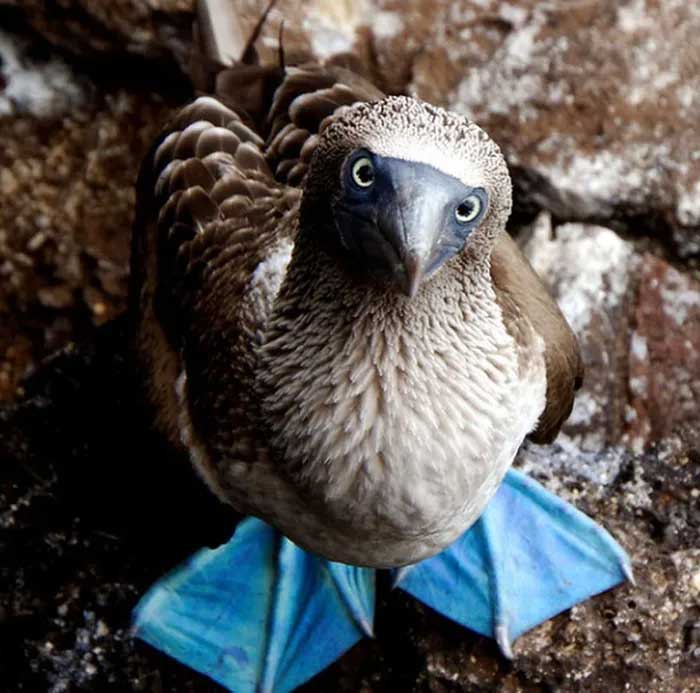The bird with blue feet attracts the opposite sex with its unique dance. Picture 12