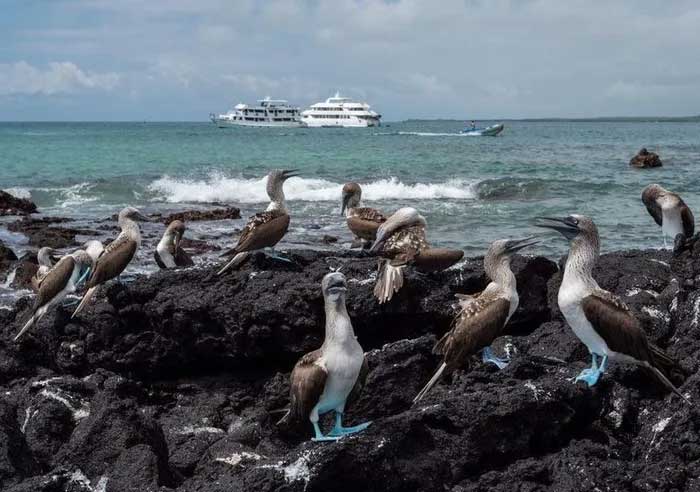 The bird with blue feet attracts the opposite sex with its unique dance. Picture 13