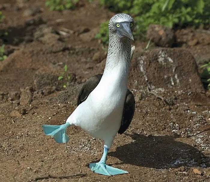 The bird with blue feet attracts the opposite sex with its unique dance. Picture 2