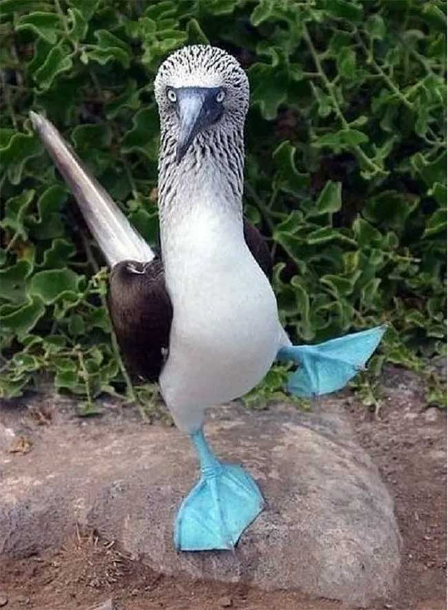 The bird with blue feet attracts the opposite sex with its unique dance. Picture 3
