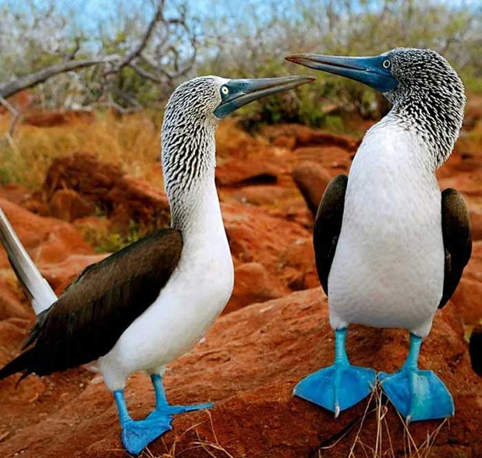 The bird with blue feet attracts the opposite sex with its unique dance. Picture 4