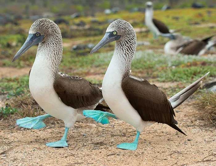 The bird with blue feet attracts the opposite sex with its unique dance. Picture 5