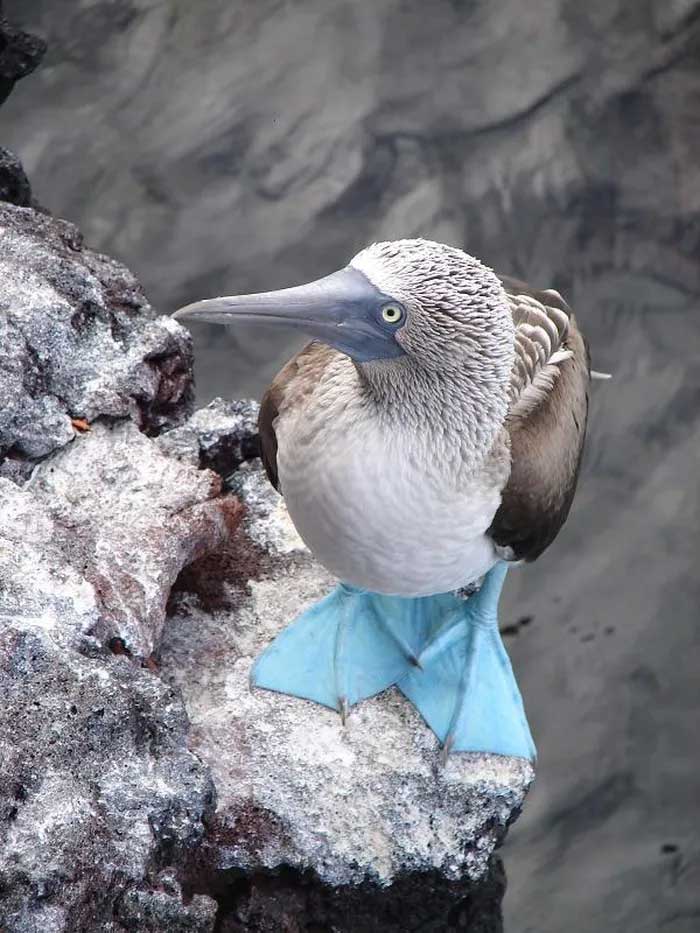 The bird with blue feet attracts the opposite sex with its unique dance. Picture 6
