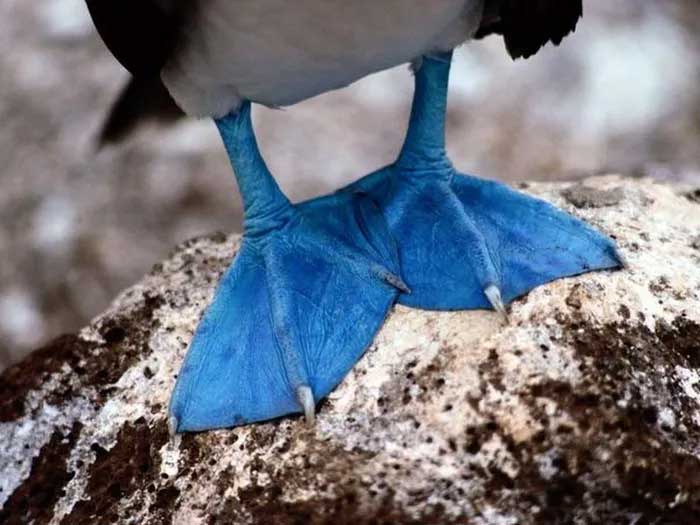 The bird with blue feet attracts the opposite sex with its unique dance. Picture 7