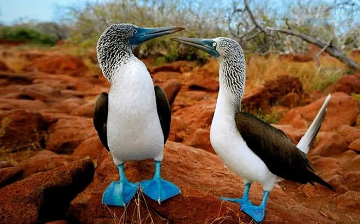The bird with blue feet attracts the opposite sex with its unique dance. Picture 8