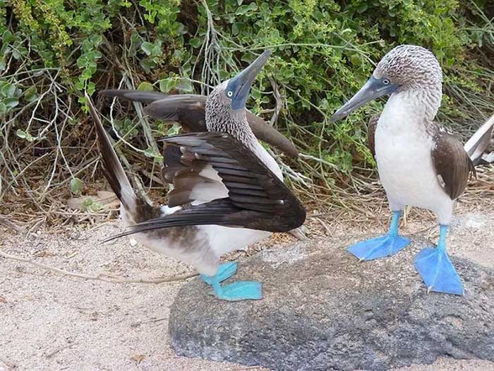 The bird with blue feet attracts the opposite sex with its unique dance. Picture 9