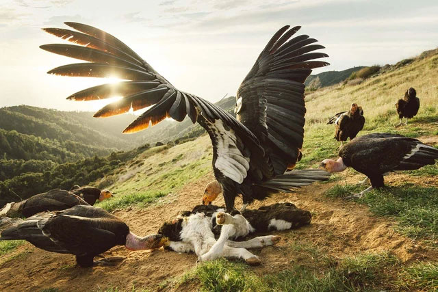 The California falcon is just a shrimp, this is a giant bird in ancient North America Picture 3