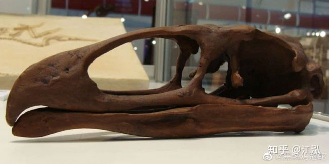 The California falcon is just a shrimp, this is a giant bird in ancient North America Picture 4
