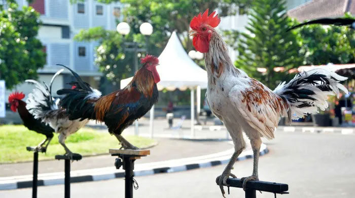 Picture 2 of The chicken breed that symbolizes royal power 'laugh' like a human
