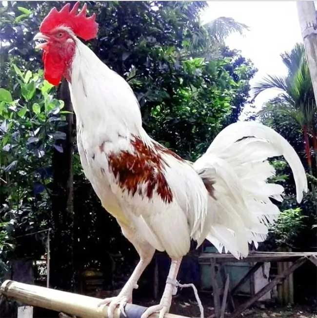 Picture 3 of The chicken breed that symbolizes royal power 'laugh' like a human