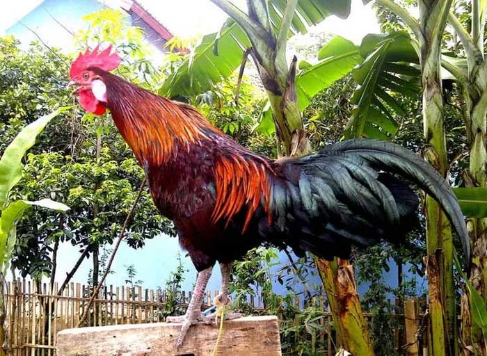 Picture 4 of The chicken breed that symbolizes royal power 'laugh' like a human