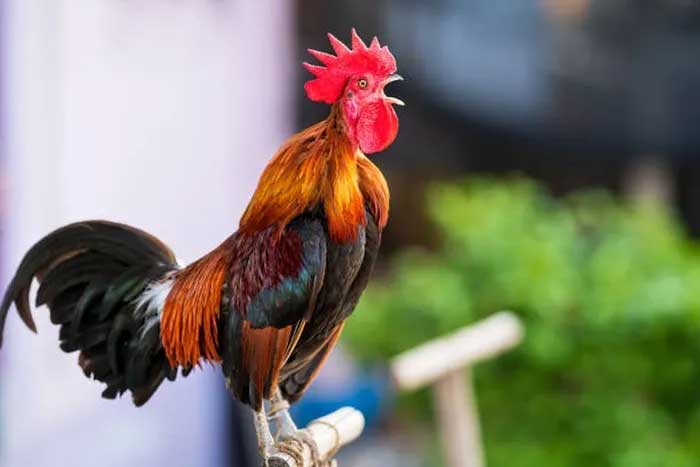 Picture 5 of The chicken breed that symbolizes royal power 'laugh' like a human