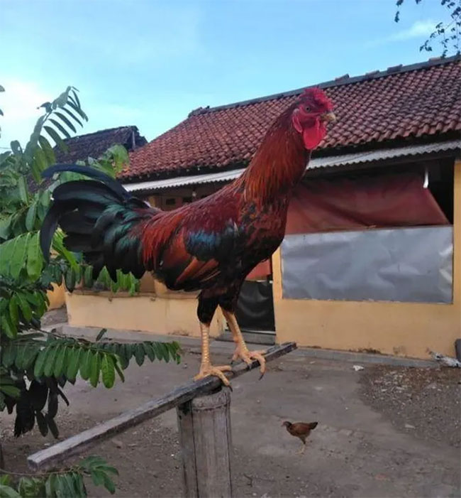Picture 9 of The chicken breed that symbolizes royal power 'laugh' like a human