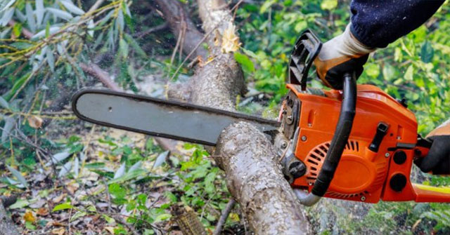 The city cut down tens of thousands of trees to save water Picture 1