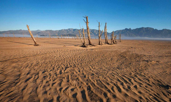 The city cut down tens of thousands of trees to save water Picture 2