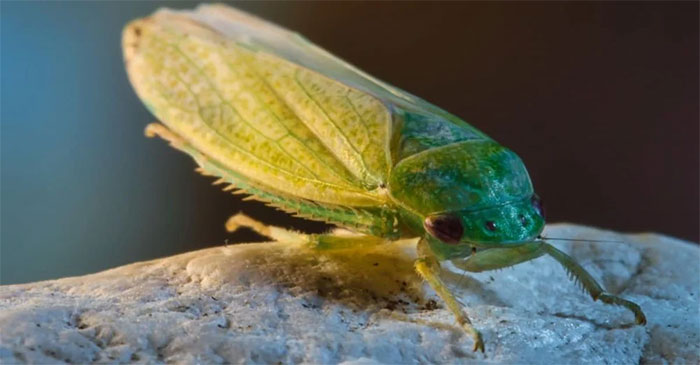 Picture 3 of The cleanest cockroach in the world: Thanks to its beauty, it is given special treatment to become a human pet