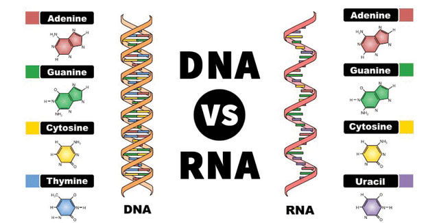 Picture 2 of The composition of DNA and RNA has appeared on the meteorite, confirming life from beyond Earth