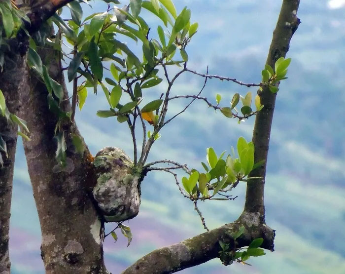 The creepy thing in the extremely strange and rare plants of Vietnam Picture 1