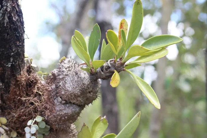 The creepy thing in the extremely strange and rare plants of Vietnam Picture 2