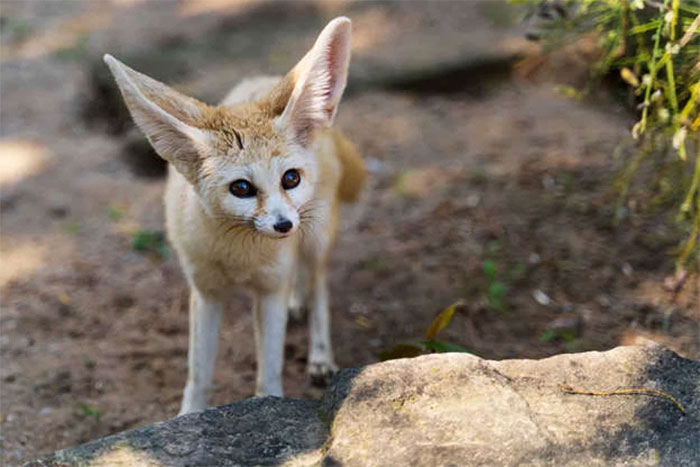 Picture 10 of The cutest little animals in the world