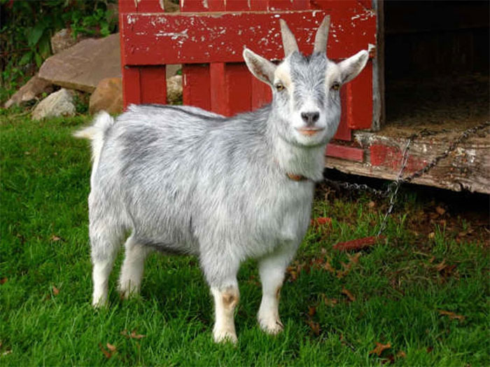 Picture 11 of The cutest little animals in the world