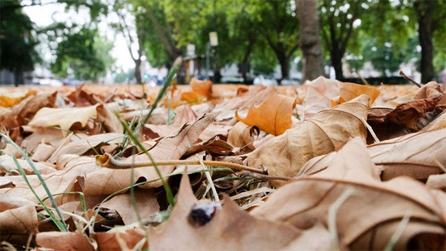 The dangers of 'fake' autumn in England Picture 1