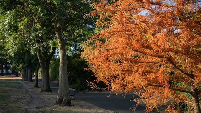 The dangers of 'fake' autumn in England Picture 2