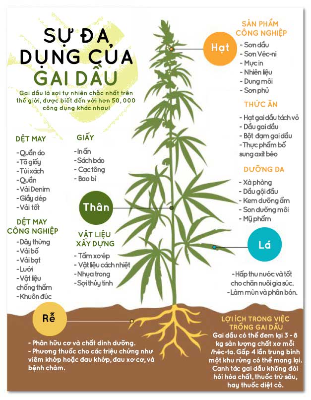 Picture 3 of The Difference Between Hemp and Marijuana