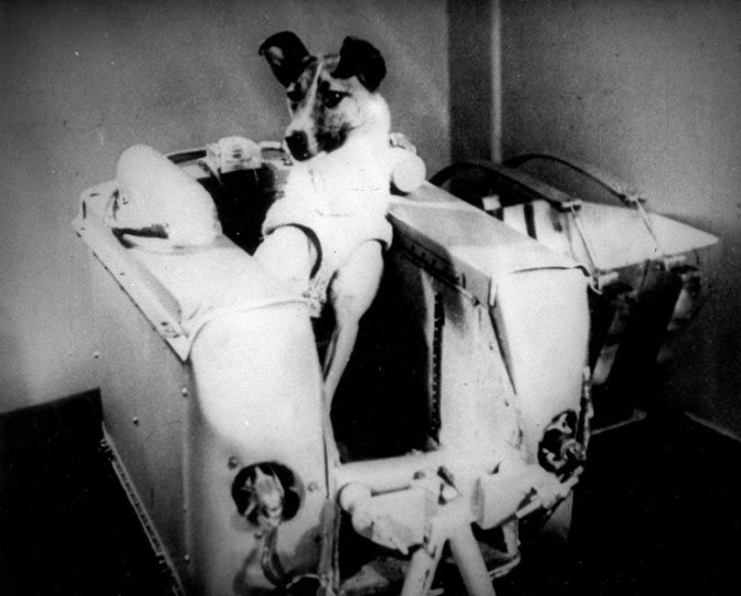 Picture 2 of The dog astronaut Laika and the one-way flight of no return'