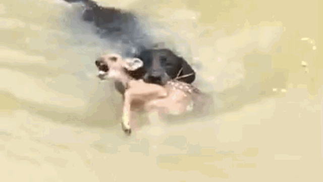 Picture 1 of The dog risked his life to jump into the river to save the baby deer that was about to drown