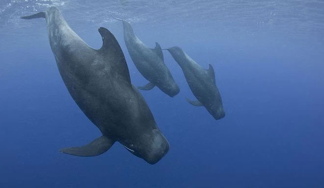 The domination of the sea by killer whales is gradually being replaced by pilot whales? Picture 1