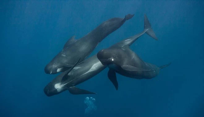 The domination of the sea by killer whales is gradually being replaced by pilot whales? Picture 2